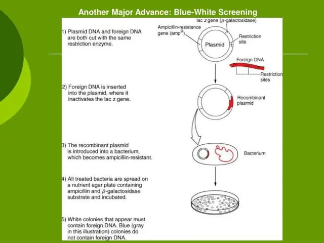 Có bao nhiêu vị trí EcoRI trong DNA lambda?