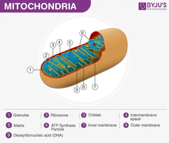 Hogyan kapcsolódik a mátrix szó a mitokondriumokhoz?