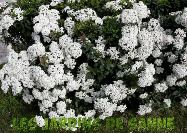 คุณดูแลพุ่มไม้ viburnum อย่างไร?