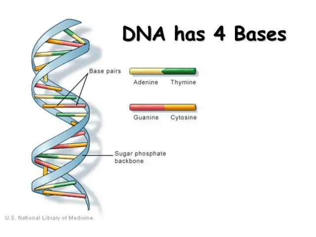 Kdo objevil strukturu kvízu DNA?