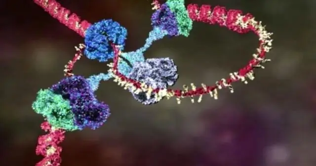 Jak myślisz, jak będzie wyglądało DNA?