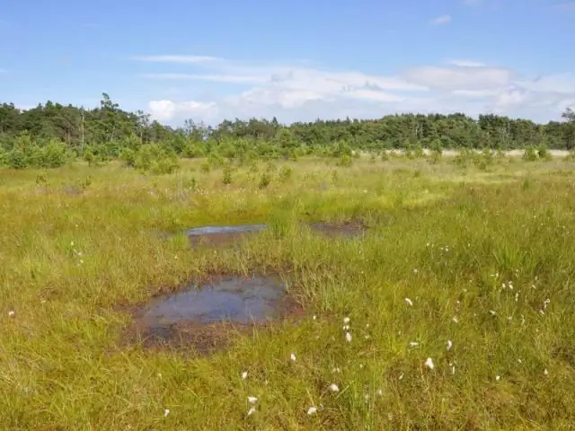 ¿Qué adaptación permite que las plantas de los pantanos vivan en un pantano?