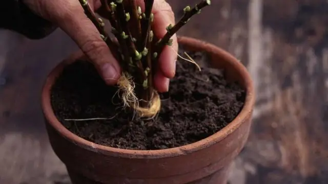 Bagaimanakah anda membiak pokok willow dari keratan?