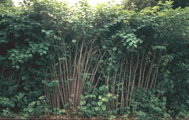 ¿Qué es una comunidad de plantas y animales que se encuentra en una región en particular?