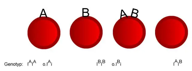 Welche Art von Vererbung veranschaulichen Blutgruppen?