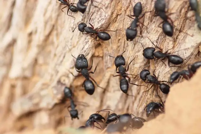 Evdə turşu necə hazırlanır?