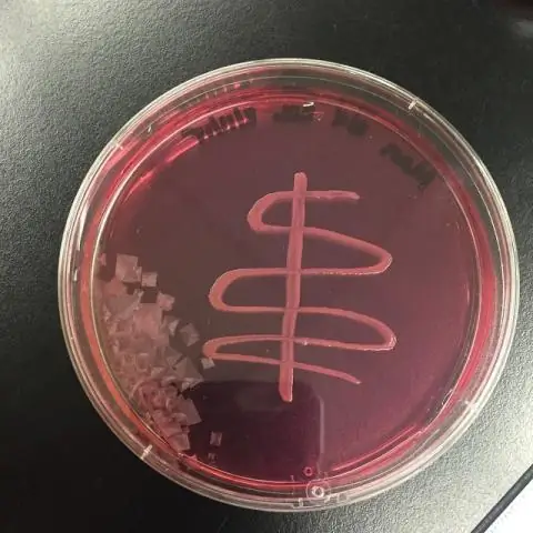 Bacillus subtilis può fermentare il mannitolo?