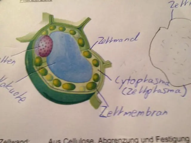 Anong bahagi ng cell ang mayroon ang mga selula ng hayop upang matulungan silang makumpleto ang cytokinesis?