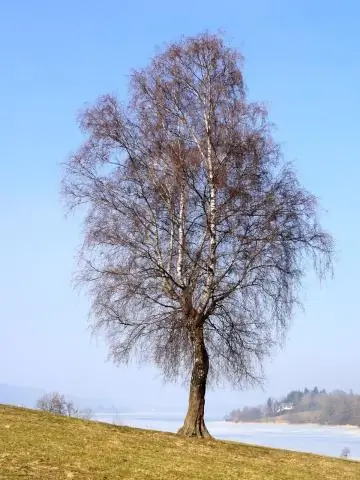 Kako pronalazite bočnu visinu?