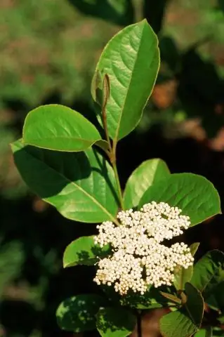 คุณจะป้องกัน viburnum ได้อย่างไร?