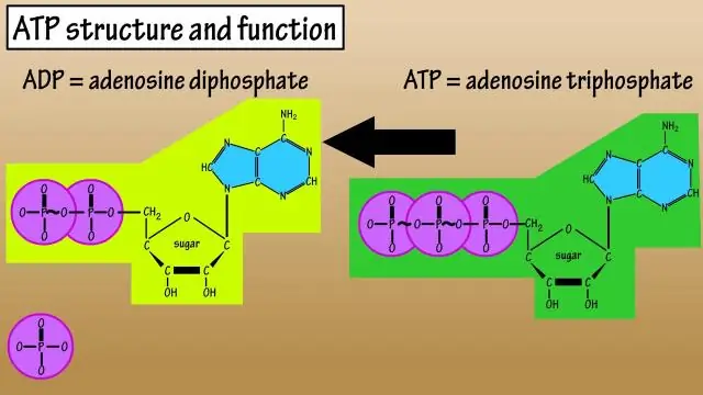 Cấu trúc của ATP đóng góp như thế nào vào chức năng của nó?