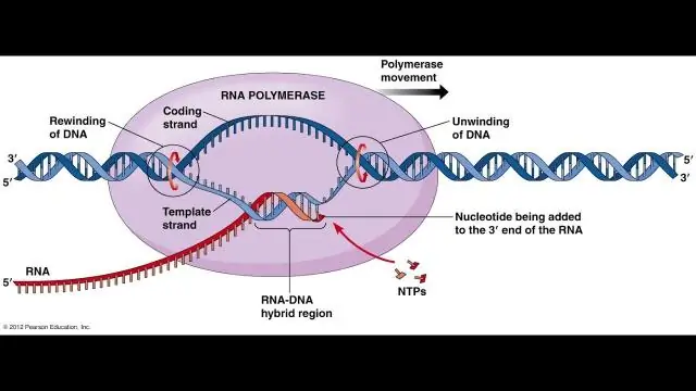 Vad kallas processen för att göra RNA från DNA?