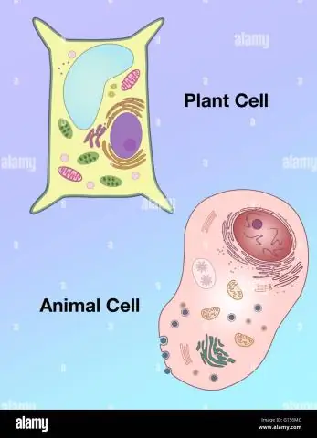 Cum diferă forma unei celule vegetale de cea a unei celule animale?