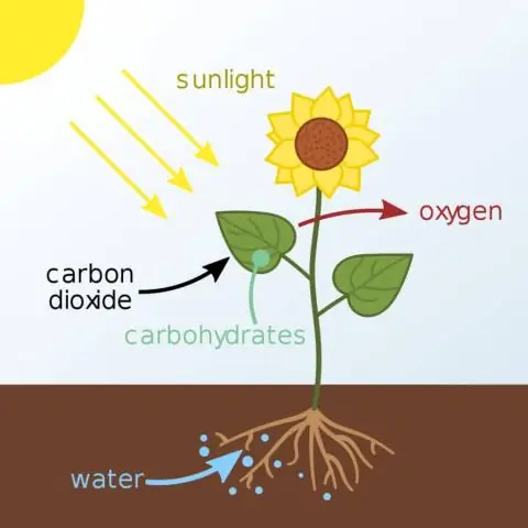 Ano ang pangalan ng kemikal kung saan iniimbak ang enerhiya sa unang yugto ng photosynthesis?