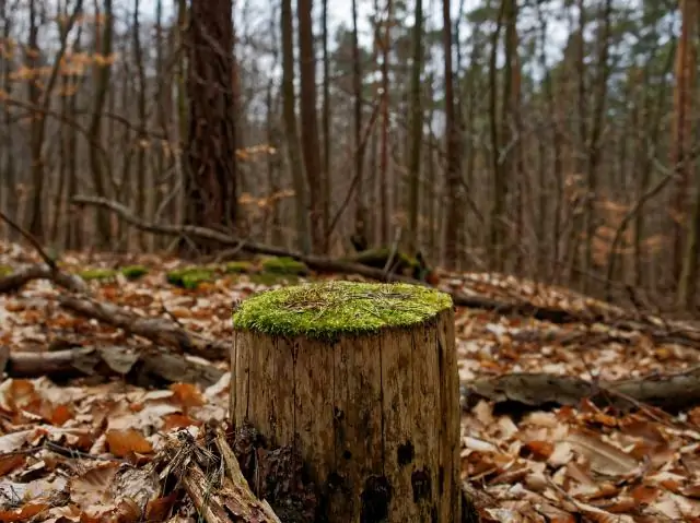 Combien de temps faut-il pour faire pousser un saule pleureur ?