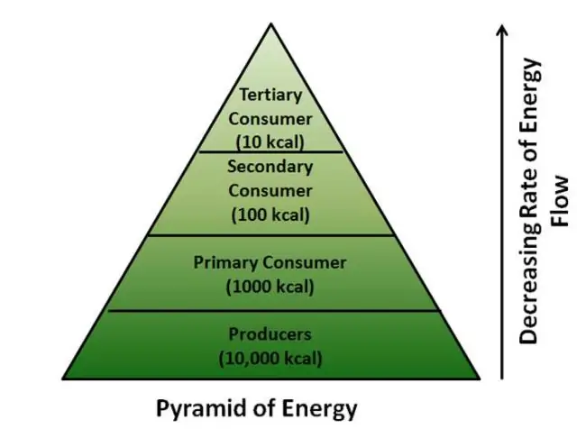 Apa itu piramida trofik dalam biologi?