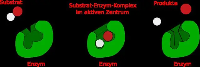 আপনি কিভাবে একটি এনজাইমের সক্রিয় সাইট নির্ধারণ করবেন?