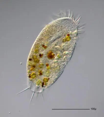 Pourquoi les cellules procaryotes sont-elles plus petites que les eucaryotes ?