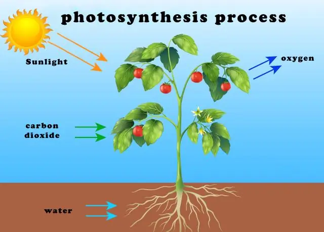 Was ist Photosynthese und warum ist sie wichtig?