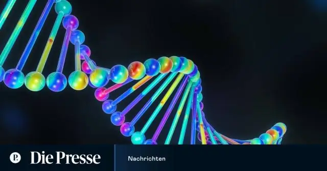 Wie heißt der DNA-Abschnitt, der kopiert wird?