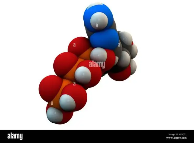 Kwa nini adenine imeunganishwa na thymine?