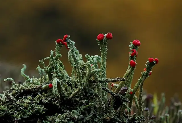 האם speciation מאקרו או מיקרו אבולוציה?