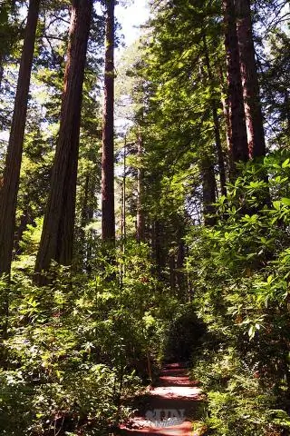 Kannst du einen Redwood-Baum toppen?