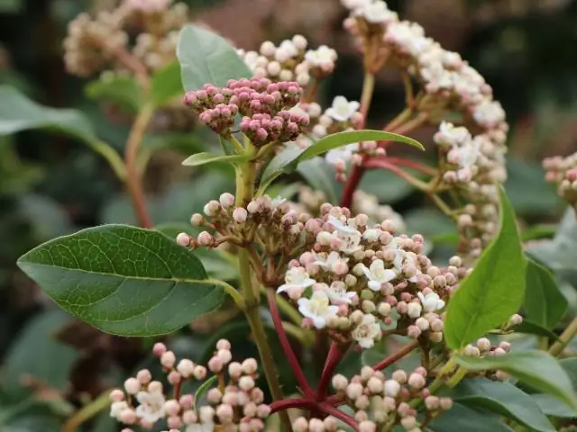 האם Viburnum מהווה גידור טוב?