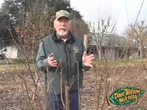 Quelle est la taille des racines des arbres ?