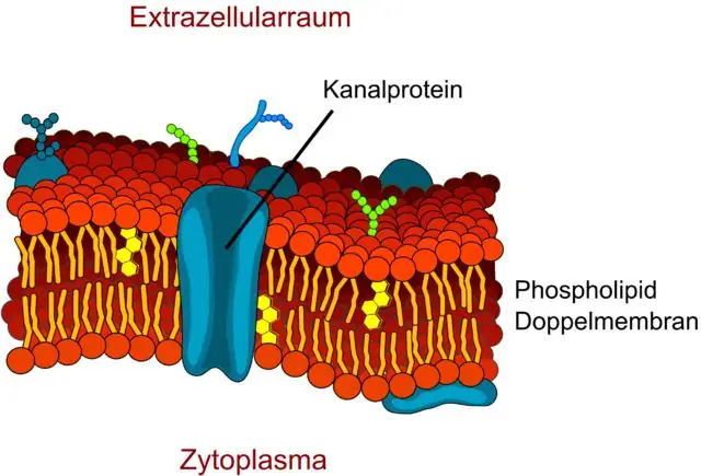 In che modo il DNA controlla la funzione cellulare?