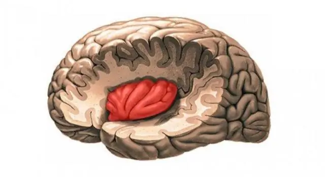 Como a estrutura do cloroplasto está relacionada à sua função?