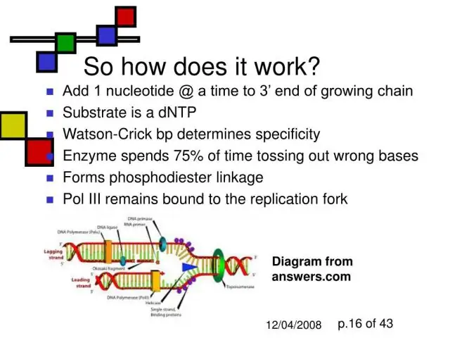 כיצד מתבצע סינתזה של DNA?