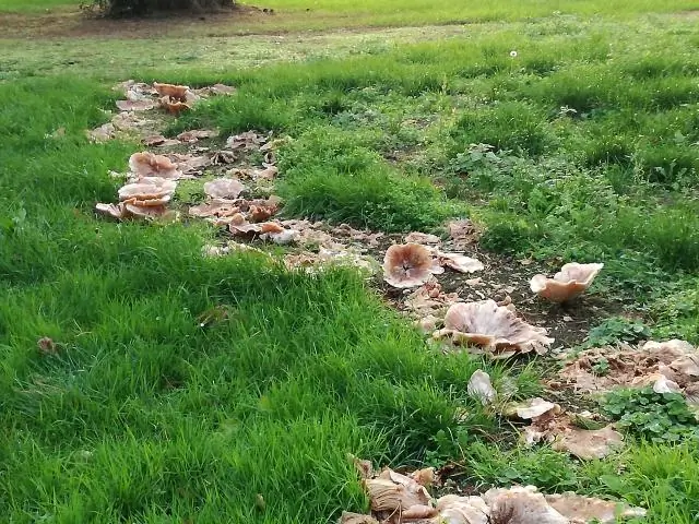 Kā jūs izveidojat pazemes sēņu biomu Terārijā?