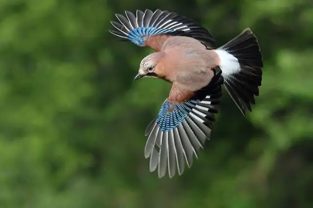 ঘূর্ণন সূত্র কি?