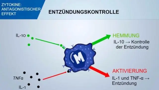 Vilken funktion har akutfasproteiner?