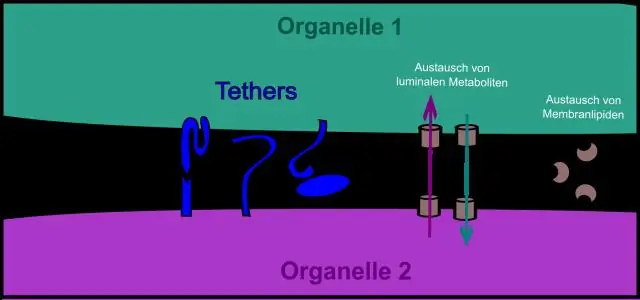 Lub organelle twg ua haujlwm raws li qhov chaw xa ntawv ntawm lub xov tooj ntawm tes txheeb cov proteins thiab xa lawv mus rau lawv qhov chaw xav tau sab hauv lossis sab nraud ntawm tes?