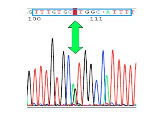 Wie bestimmt die DNA den Phänotyp eines Organismus?