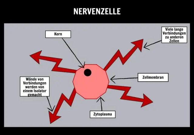 Com les estructures cel·lulars permeten a una cèl·lula dur a terme processos vitals bàsics?