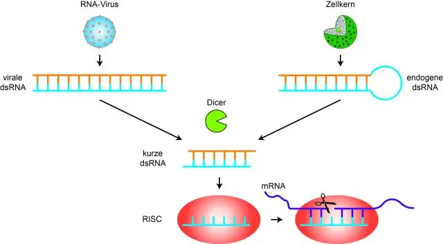 Ano ang ibig sabihin ng synthesize ng RNA?