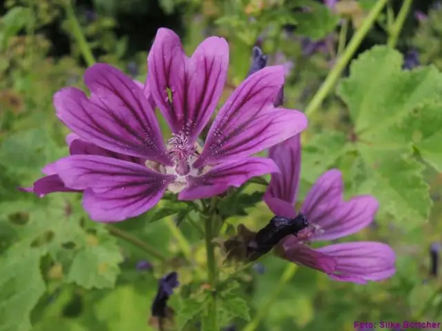 Waarom wordt het het boreale bos genoemd?