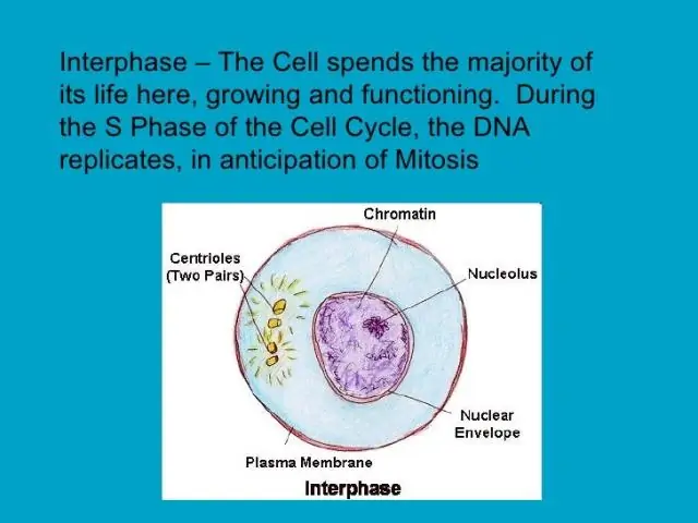 Mis juhtub interfaasi ajal DNA-ga, mis on rakkude jagunemiseks oluline?