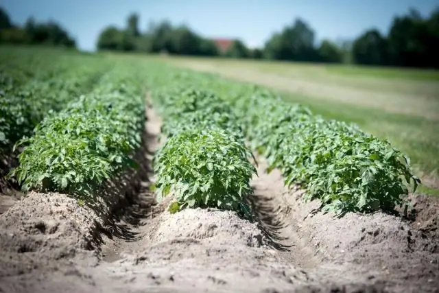 Si e kontrolloni plagën e vonë në patate?