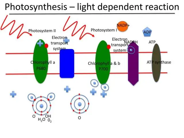 Was ist der Zweck von ATP sowohl bei der Zellatmung als auch bei der Photosynthese?