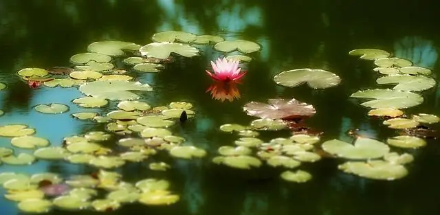 কেন পরিবেশগত কুলুঙ্গি মডেলিং দরকারী?