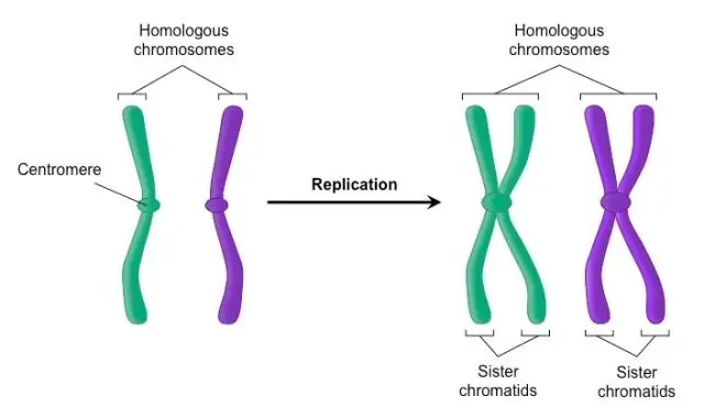 Hur förändras en cells kromosomer när den förbereder sig för att dela sig?