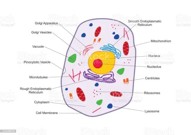 Hebben plantencellen en dierlijke cellen mitochondriën?