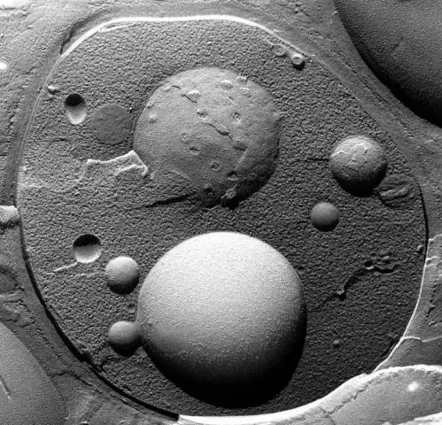 Els microscopis electrònics poden veure cèl·lules vives?