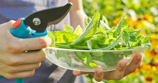 Wann sollten Sie die Aktivitätsserie verwenden, wie verwenden Sie sie?