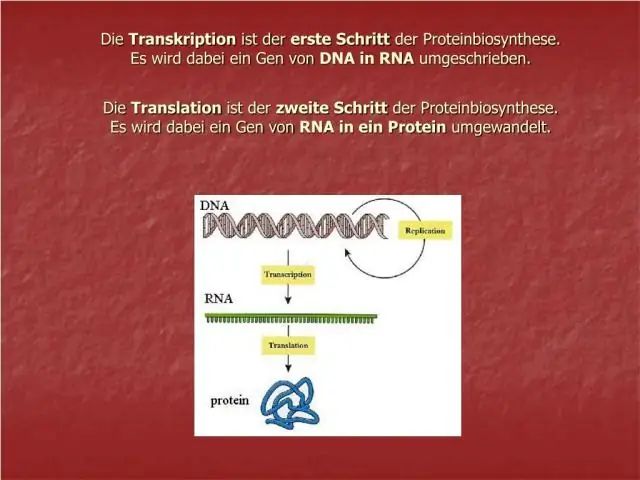 Was wickelt die DNA bei der Proteinsynthese ab?