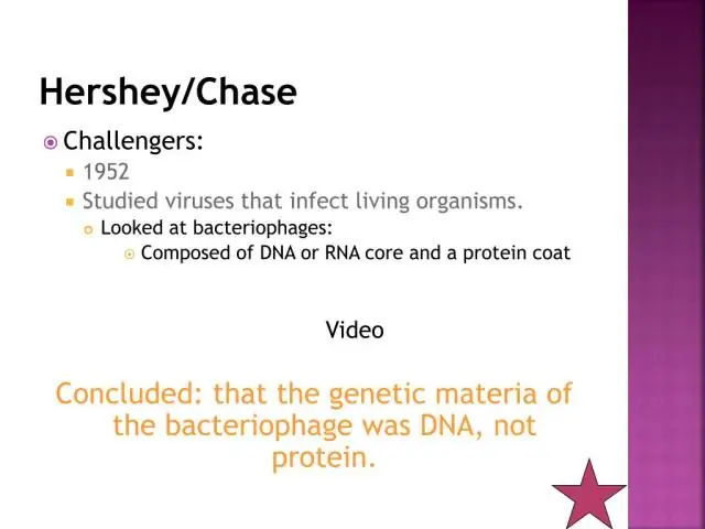 DNA trông như thế nào có liên quan gì đến cấu trúc hóa học của nó với cách nó trông như thế nào khi rất nhiều DNA tụ lại với nhau?